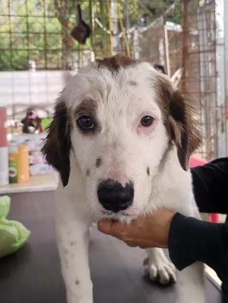 Mika 💜💜💜 Für-immer-Zuhause gesucht