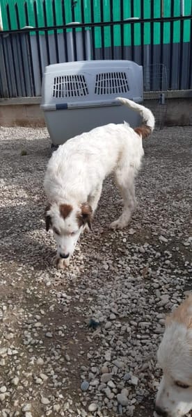 Mika 💜💜💜 Für-immer-Zuhause gesucht