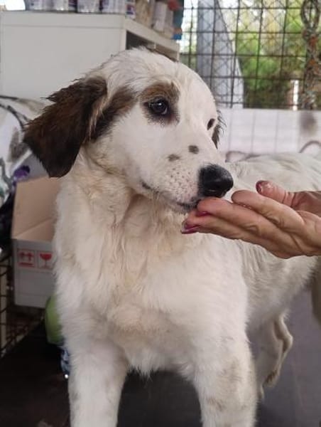 Mika 💜💜💜 Für-immer-Zuhause gesucht