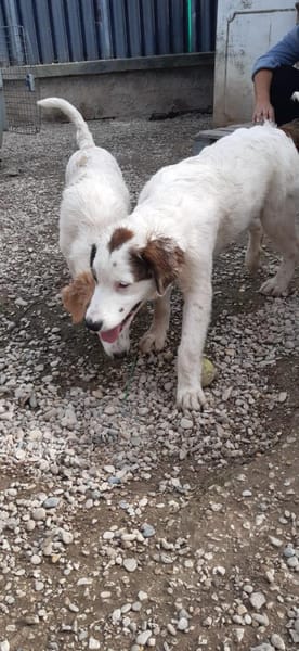 Mika 💜💜💜 Für-immer-Zuhause gesucht