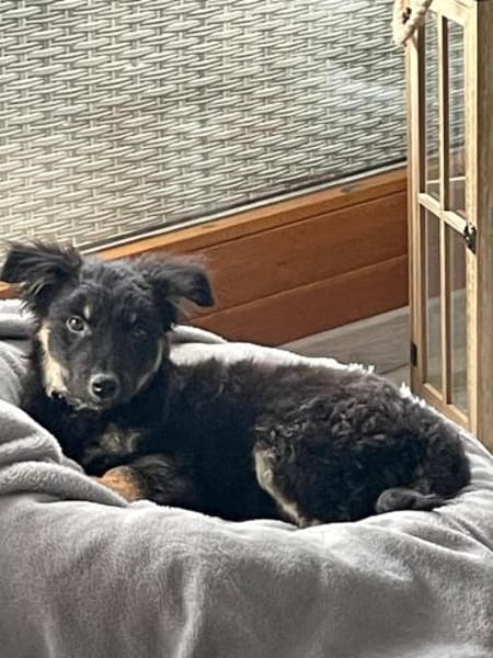 Samu sucht sein großes Glück