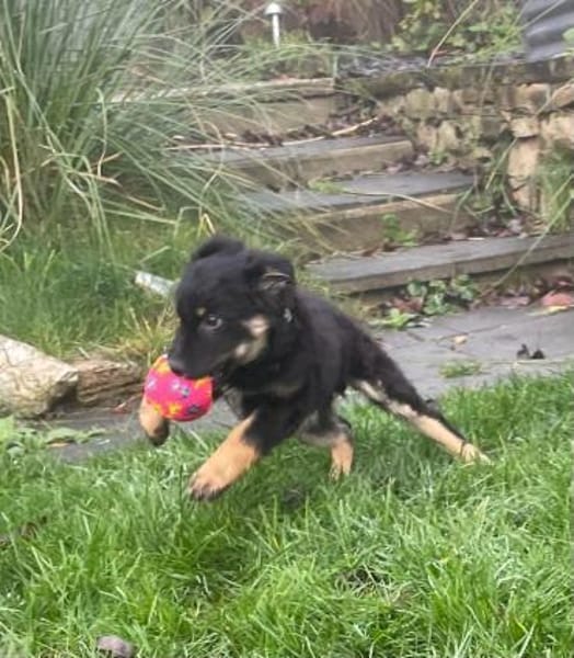 Samu sucht sein großes Glück