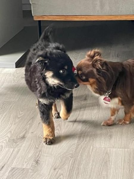 Samu sucht sein großes Glück