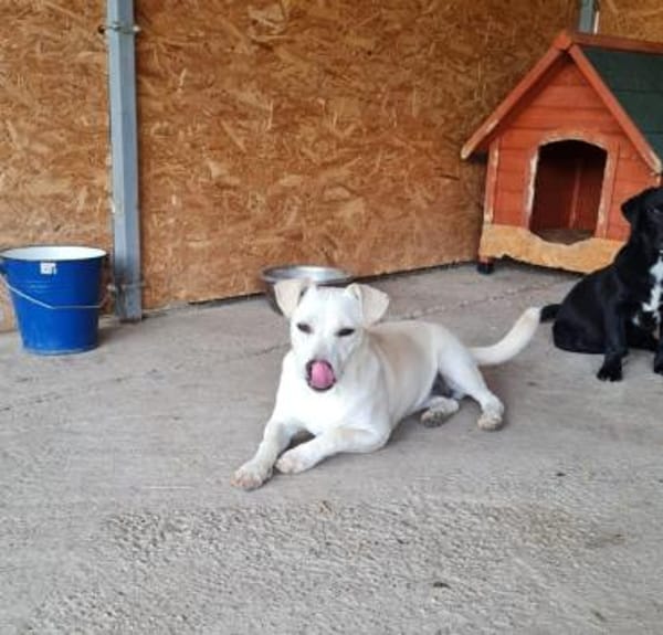 Samba, braucht dringend ihr zu Hause