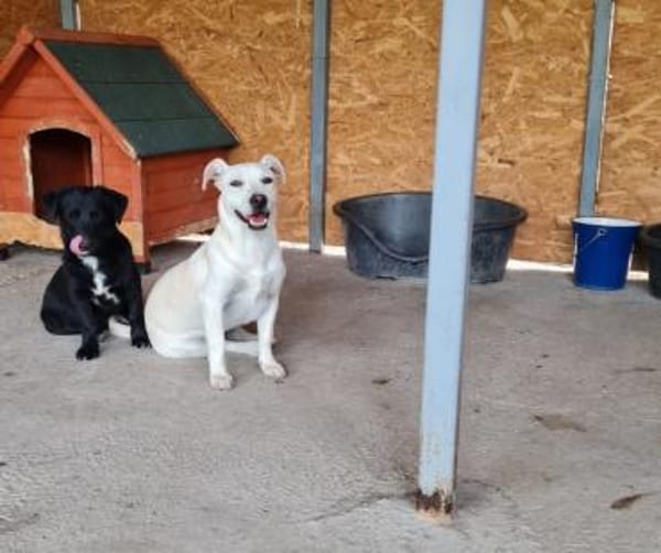 Samba, braucht dringend ihr zu Hause