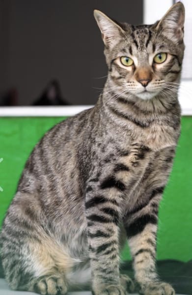 Junger, lieber, verträglicher Kater Saco