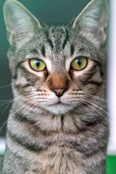 Junger, lieber, verträglicher Kater Saco