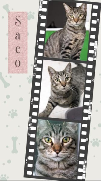 Junger, lieber, verträglicher Kater Saco