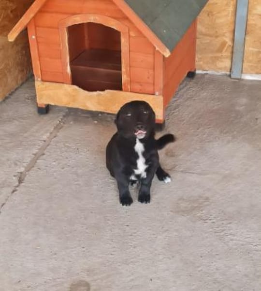 Blacky, lieb, verspielt, sucht Dich