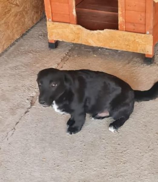 Blacky, lieb, verspielt, sucht Dich