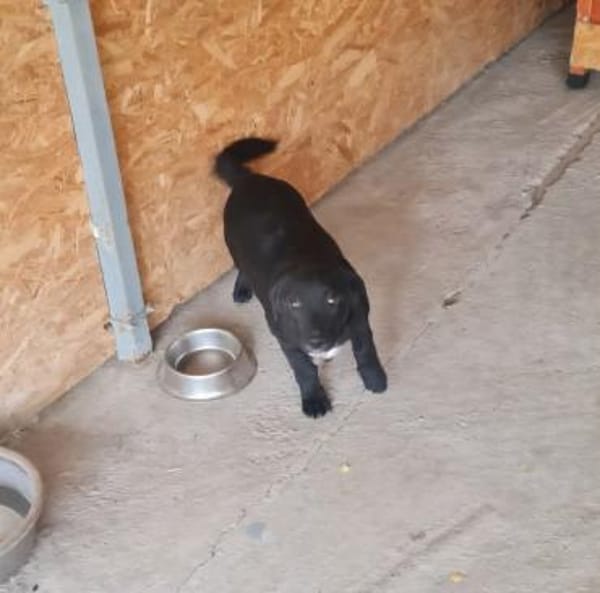 Blacky, lieb, verspielt, sucht Dich