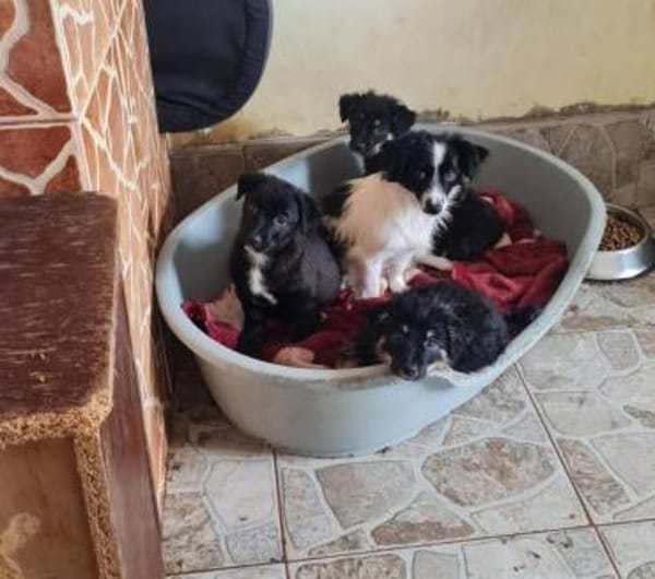 Blacky, lieb, verspielt, sucht Dich