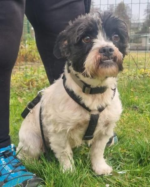 Pele, sucht aktive Familie