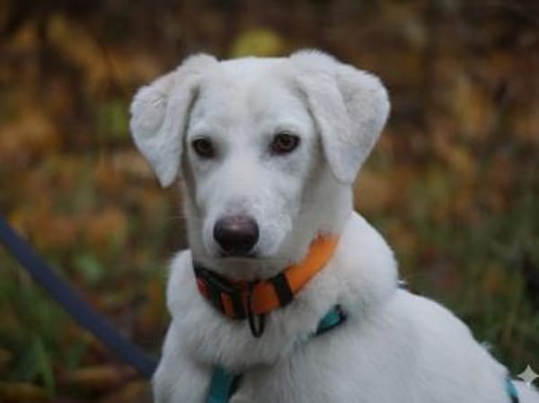 Gesuino sucht liebevolles Zuhause