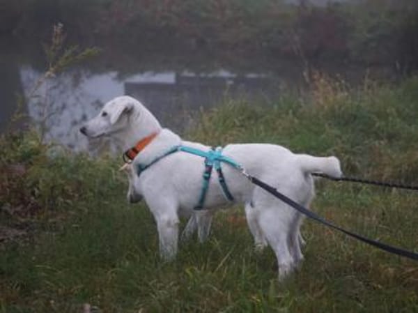 Gesuino sucht liebevolles Zuhause