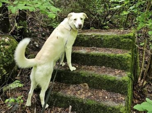 Brick möchte beschäftigt werden