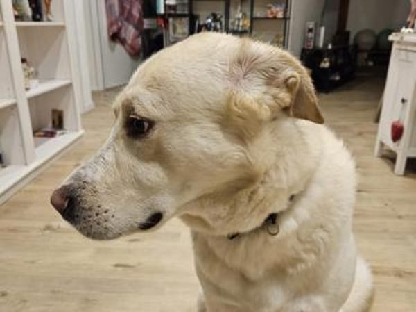 Brick möchte beschäftigt werden