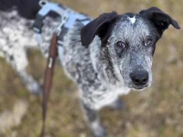 Tomasina möchte Sie begleiten