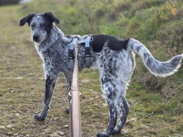 Tomasina möchte Sie begleiten