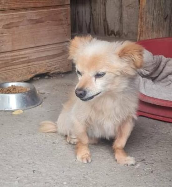 Süßer freundlicher Archie sucht zu Hause