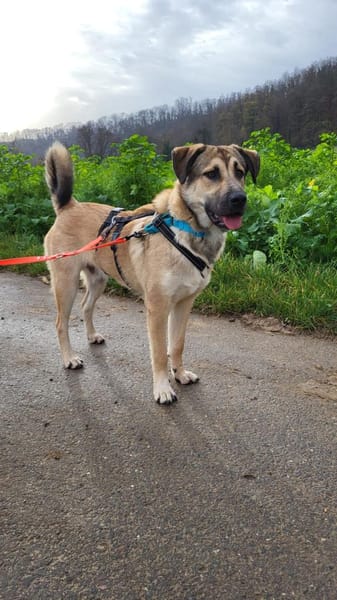 Rüdiger, freundlich, lieb, sucht Familie