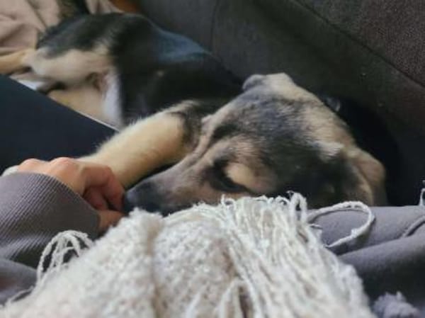 San - Die Feinfühlige