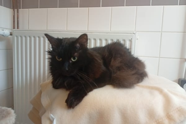 CINDY (ATT TX HORMONAL)