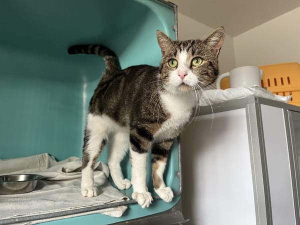 Canaille (en cours d'adoption)