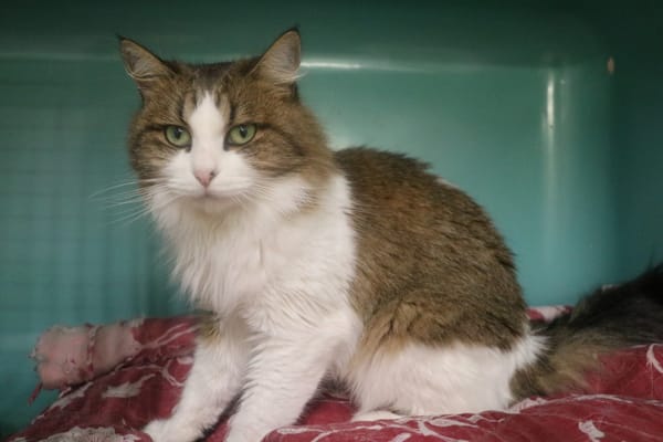 ROULET BOULET HAB17453