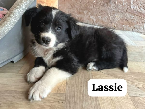 Lassie