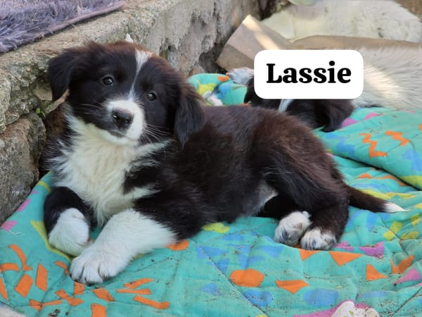 Lassie