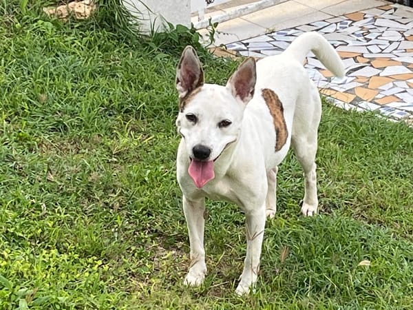 🐾 À L’ADOPTION – FÉFÉ, la complice idéale pour toutes vos aventures ! 🐾