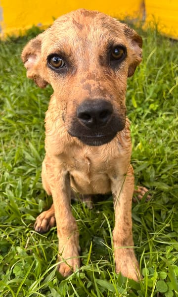🐾 À L’ADOPTION – IAGO, un petit explorateur au cœur tendre ! 🐾