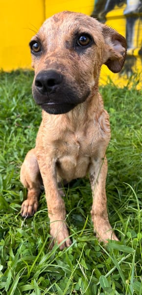 🐾 À L’ADOPTION – IAGO, un petit explorateur au cœur tendre ! 🐾