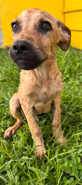 🐾 À L’ADOPTION – IAGO, un petit explorateur au cœur tendre ! 🐾