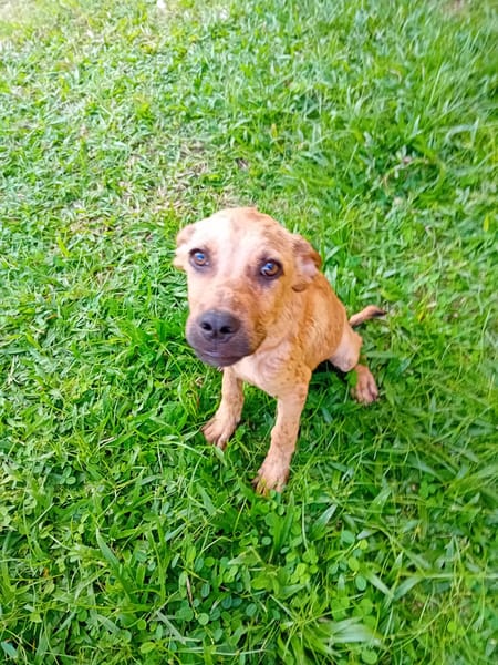 🐾 À L’ADOPTION – IAGO, un petit explorateur au cœur tendre ! 🐾