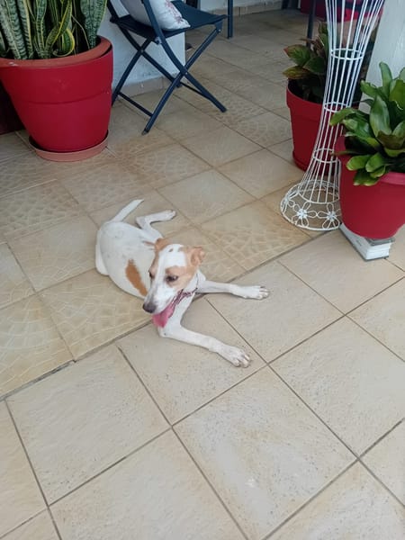 🐾 À L’ADOPTION – KARA, douceur et équilibre au rendez-vous ! 🐾