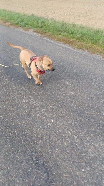 Leidy, femelle croisée créole, née le 26/02/2023 🌸