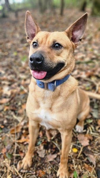 Leidy, femelle croisée créole, née le 26/02/2023 🌸