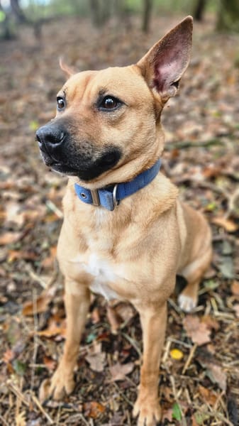 Leidy, femelle croisée créole, née le 26/02/2023 🌸