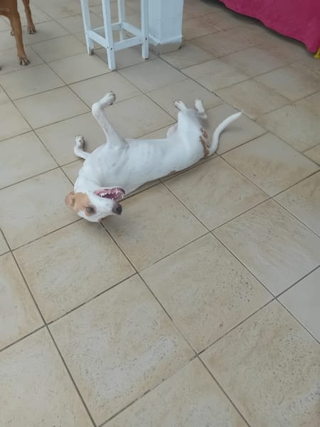 🐾 À L’ADOPTION – LOVA, la tendresse incarnée ! 🐾