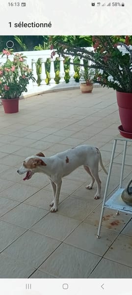 🐾 À L’ADOPTION – LOVA, la tendresse incarnée ! 🐾