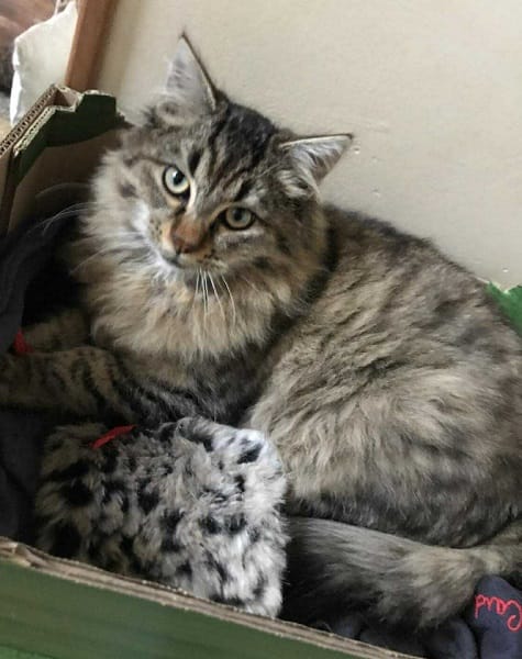 PLUCHE  A l'adoption