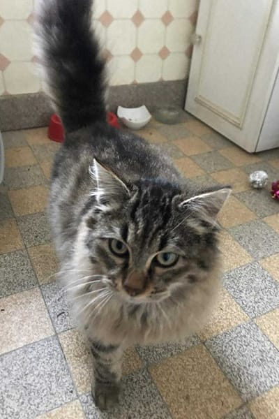 PLUCHE  A l'adoption