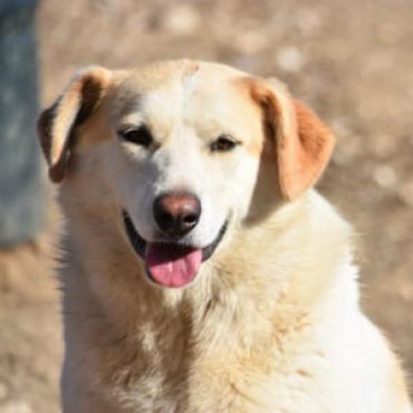 Berinesse- entzückendes Hundemädchen