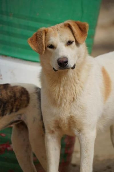 Berinesse- entzückendes Hundemädchen