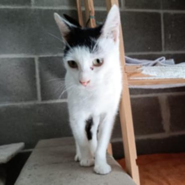 Die liebe Tilda sucht ihr Körbchen