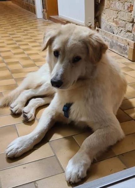 Goldie sucht sein Für-Immer-Zuhause