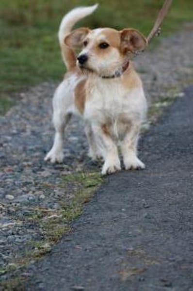 Memo - goldiger, verspielter Jungrüde