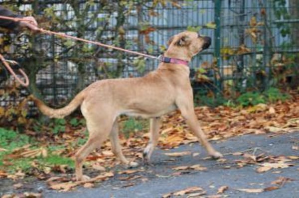 Leela - kinderlieb u. verspielt